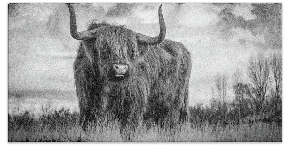 Scottish Beach Towel featuring the photograph Scottish Bull On A Hill - Black And White Animals Art Photo by Wall Art Prints