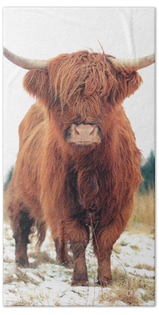 Highland Cattle Beach Towel featuring the photograph Scottish Red Highland Coo by Maria Gaellman