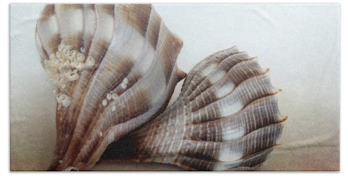 Beach Beach Towel featuring the photograph Seashell Duo by David and Carol Kelly