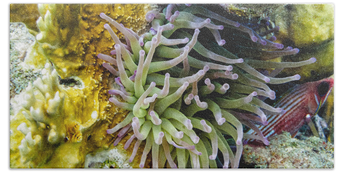 Sea Anemone Beach Towel featuring the photograph Sea Anemone and Squirrelfish by Perla Copernik