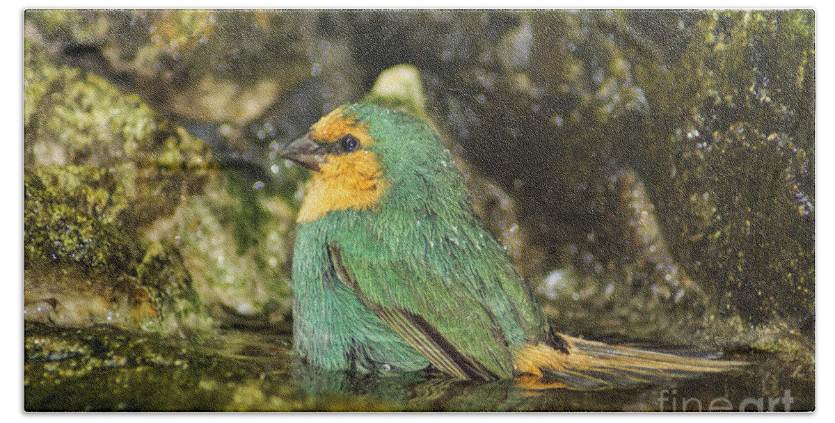 Finch Photography Beach Towel featuring the photograph Sea Green Parrot Finch Bath by Olga Hamilton