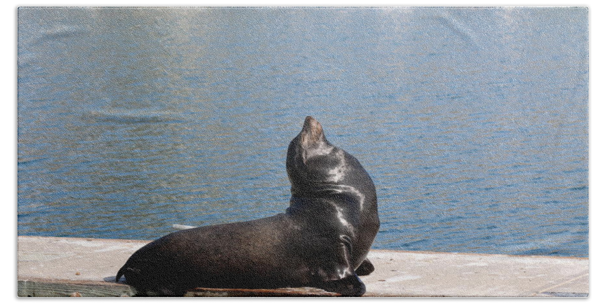 Sea Beach Sheet featuring the photograph Sea Lion Dreams by Christy Pooschke