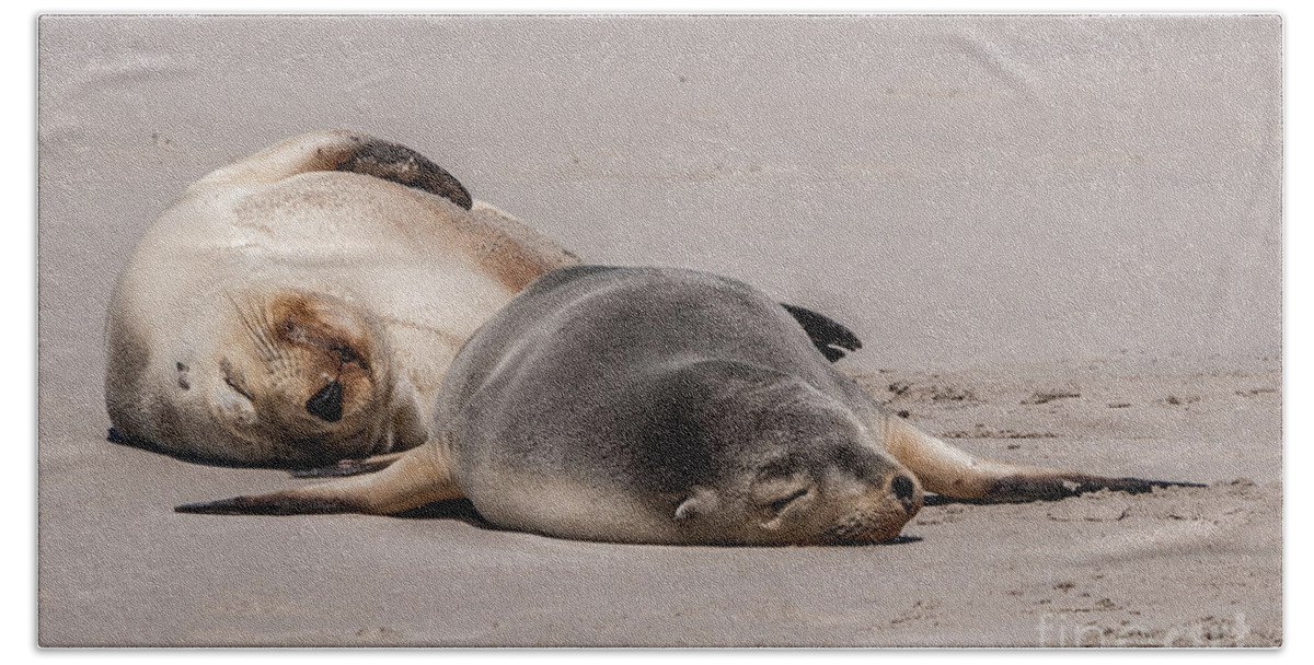 Wildlife Beach Towel featuring the photograph Sea Lions 2 by Werner Padarin