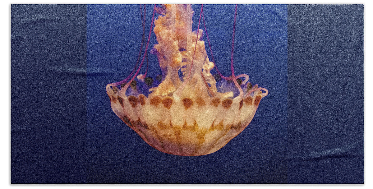 Animals Beach Towel featuring the photograph Sea Nettle Jellyfish by Venetia Featherstone-Witty