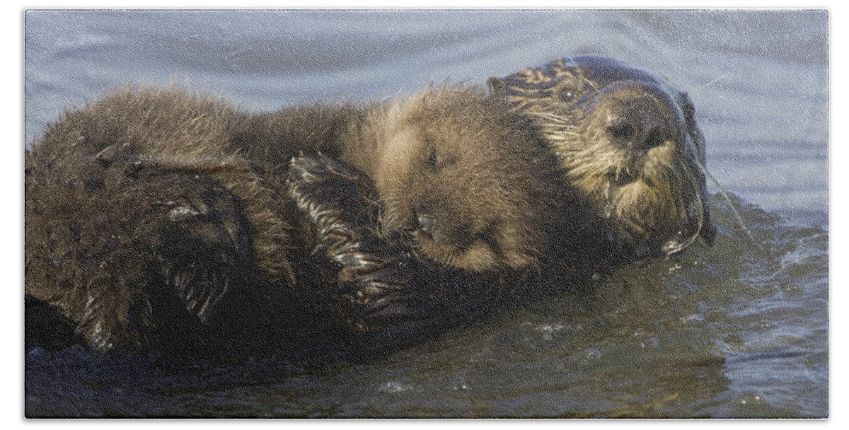 00438549 Beach Towel featuring the photograph Sea Otter Mother With Pup Monterey Bay by Suzi Eszterhas
