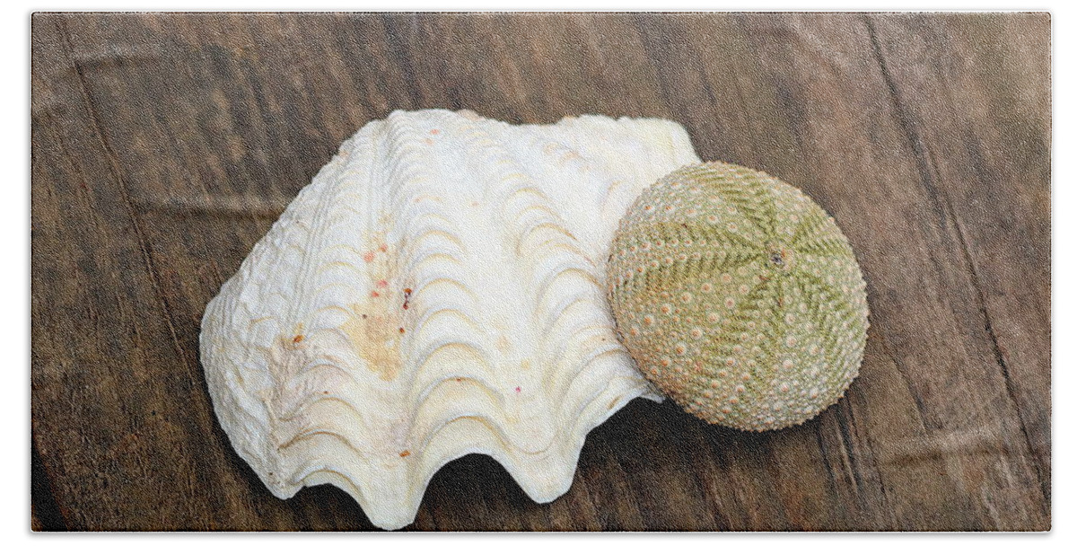 Nature Beach Towel featuring the photograph Sea Shell and Sea Urchin by Sheila Brown