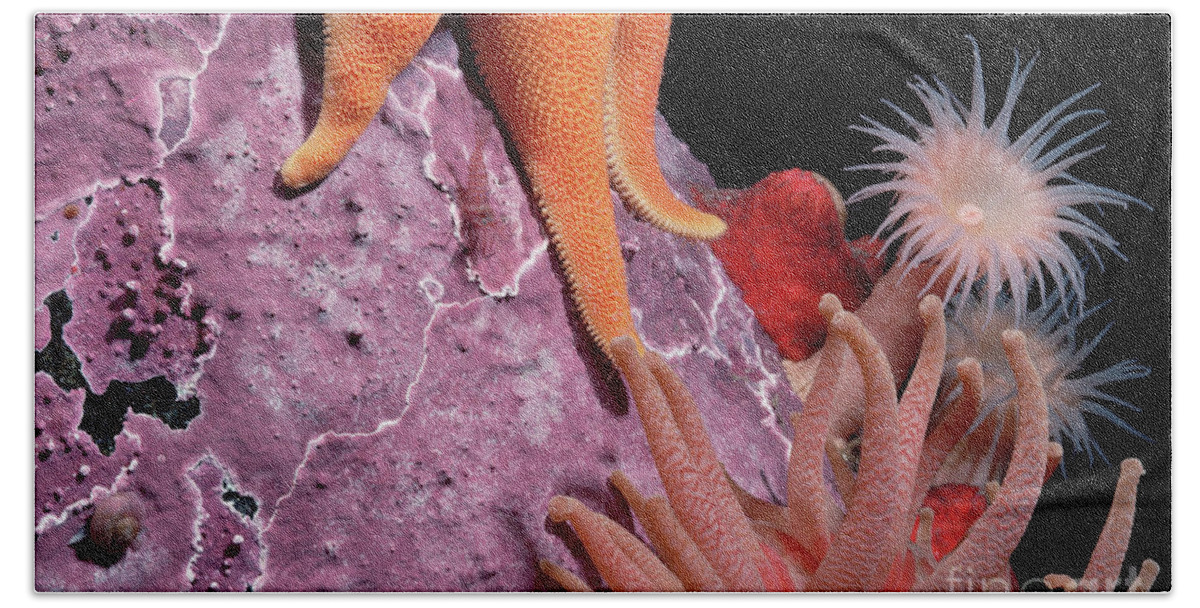 Mp Beach Towel featuring the photograph Sea Star and Anemones Baffin Isl by Flip Nicklin