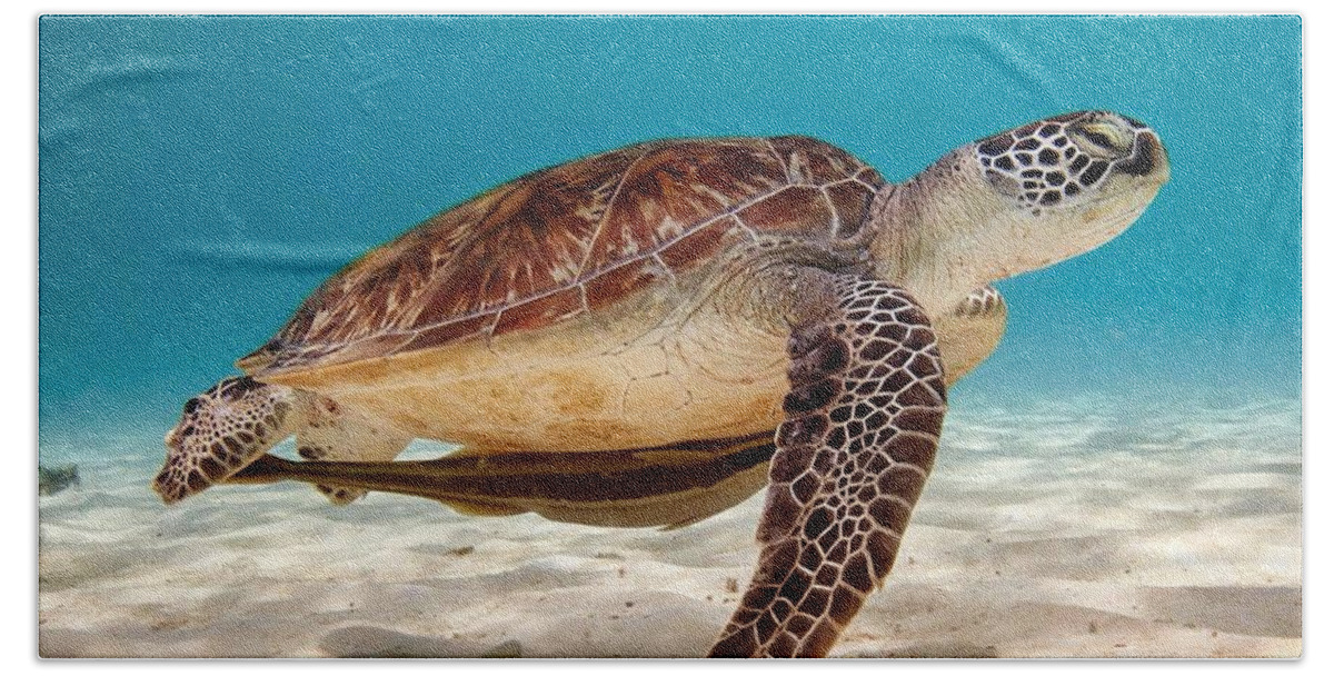 Sea Turtle Beach Towel featuring the photograph Sea Turtle by Mariel Mcmeeking