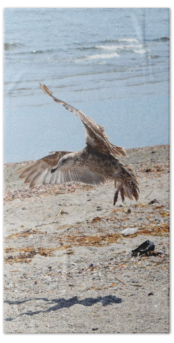 Beach Beach Towel featuring the photograph Seagull and Shadow by Dani McEvoy