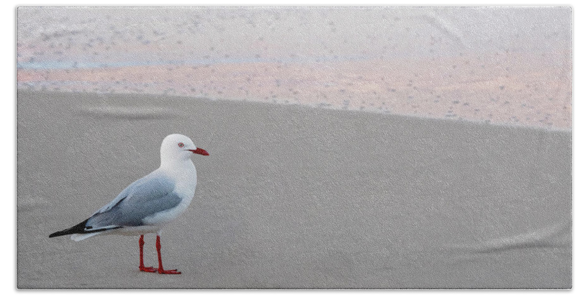 Seagull Beach Towel featuring the photograph Seagull by Catherine Reading