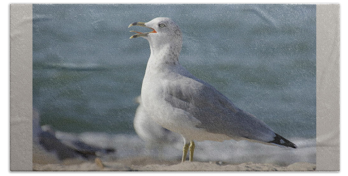 Seagull Beach Towel featuring the photograph Seagull on Lake Erie Beach by Valerie Collins