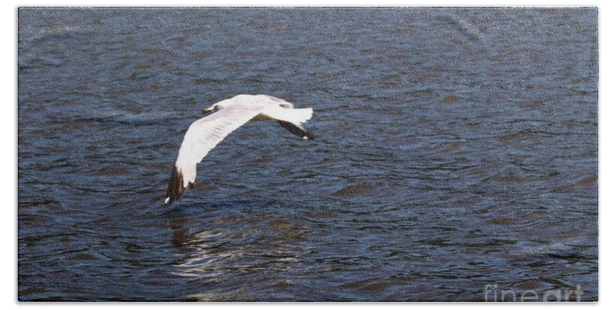 Seagull Beach Towel featuring the photograph Seagull by Yumi Johnson