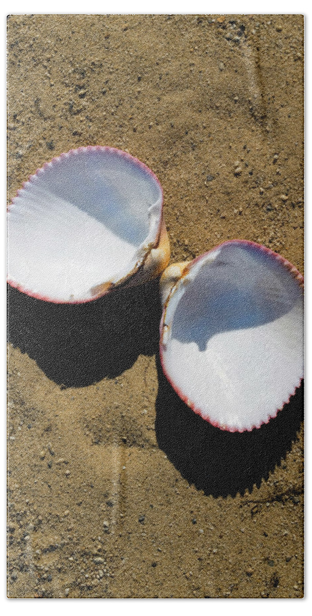 Seashell Beach Towel featuring the photograph Seashell Cardium Psudolima by Frank Wilson