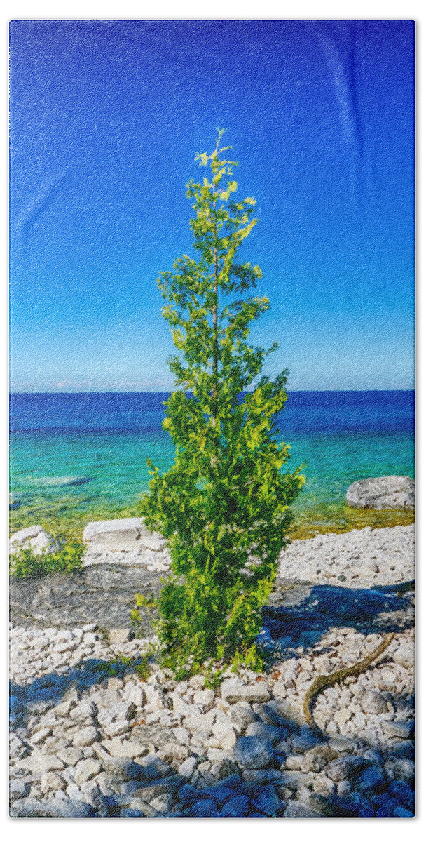Indian Beach Towel featuring the photograph Seaside Tree by Amanda Jones