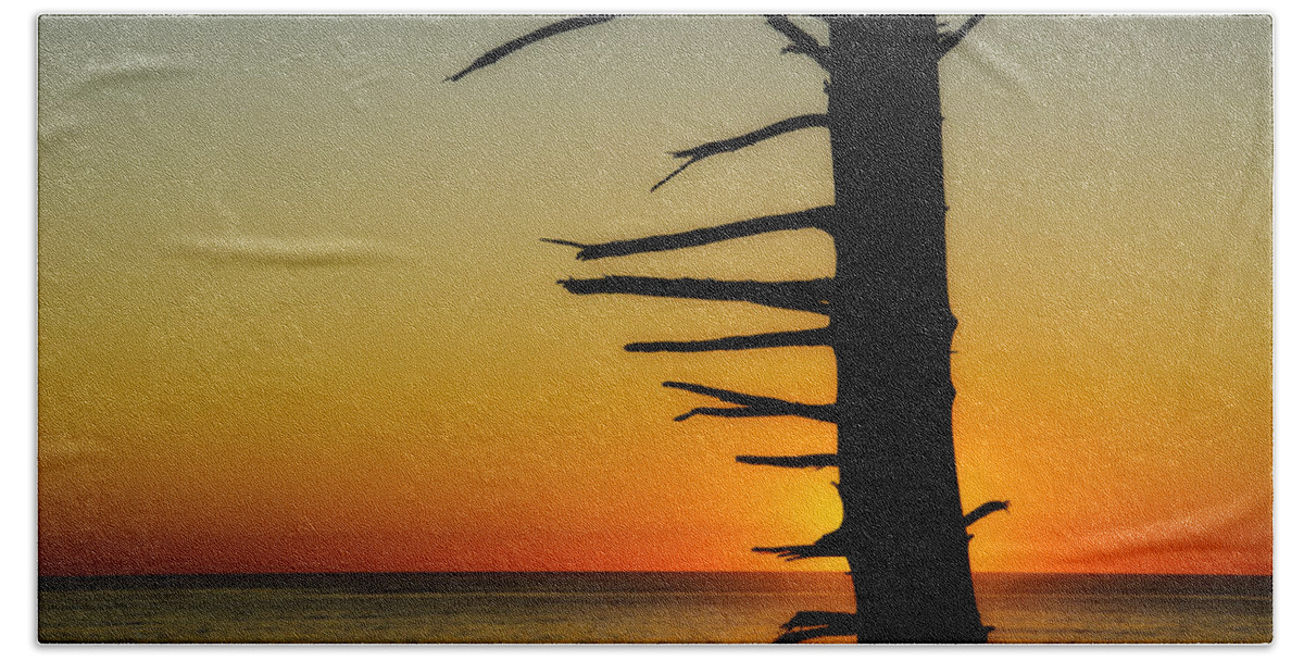 Branch Beach Towel featuring the photograph Seaside Tree Branch Sunset 2 by Pelo Blanco Photo