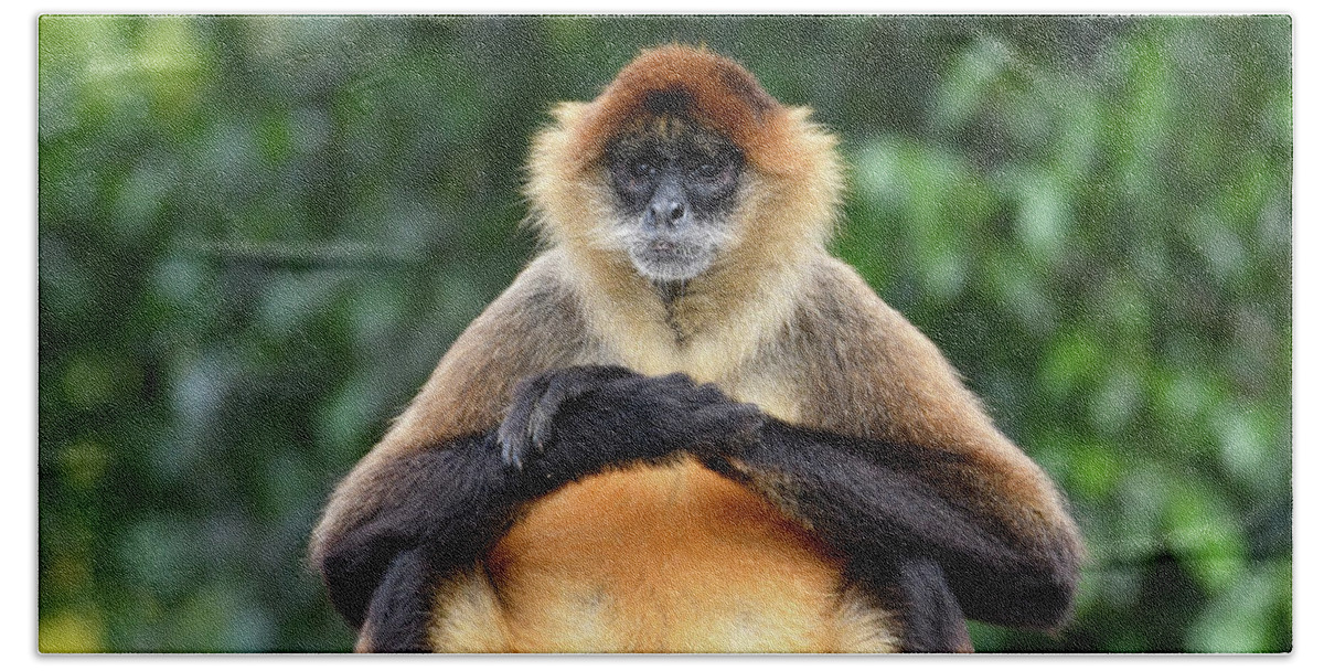 Monkey Beach Towel featuring the photograph Seated Gibbon by Artful Imagery