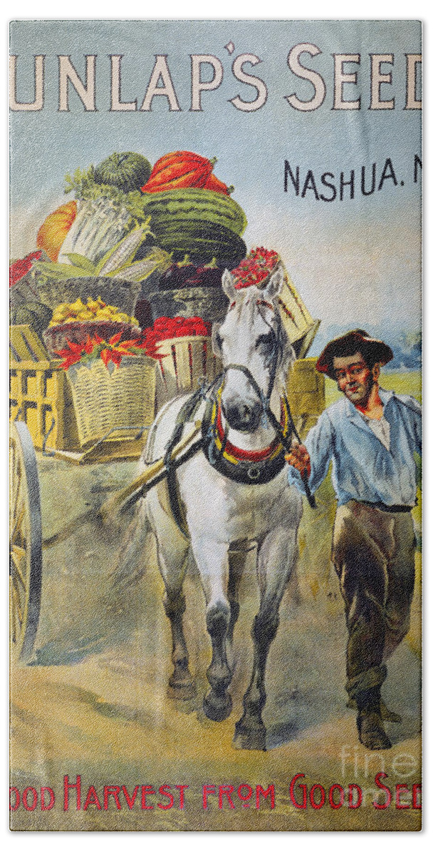1880 Beach Towel featuring the photograph SEED COMPANY POSTER, c1880 by Granger