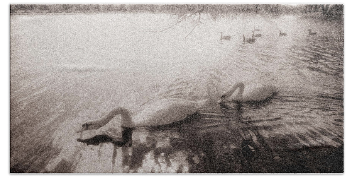 Canada Beach Towel featuring the photograph Sepia Swans by Doug Gibbons