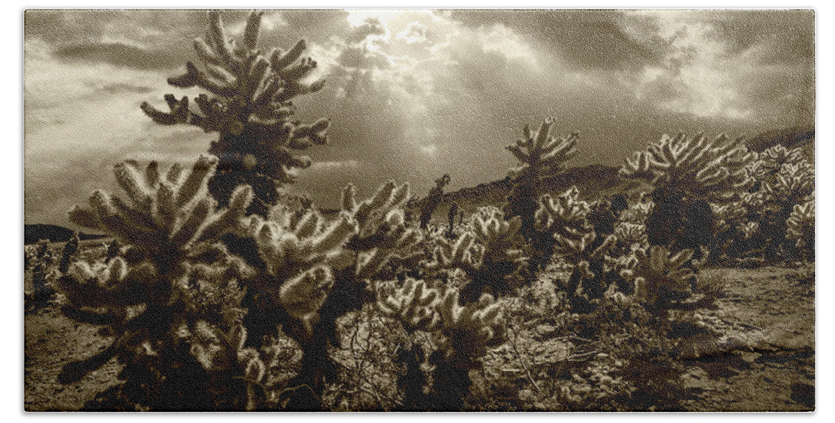 Art Beach Towel featuring the photograph Sepia Tone of Cholla Cactus Garden bathed in Sunlight by Randall Nyhof
