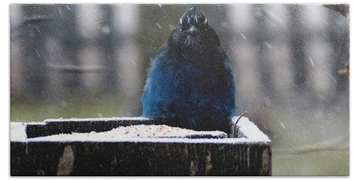 Stellers Jay Beach Towel featuring the photograph Seriously? by Tracey Vivar