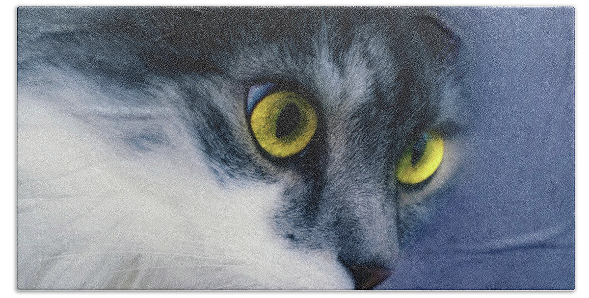Seriously You Have Issues Beach Towel featuring the photograph Seriously You Have Issues Cat Art by Georgiana Romanovna