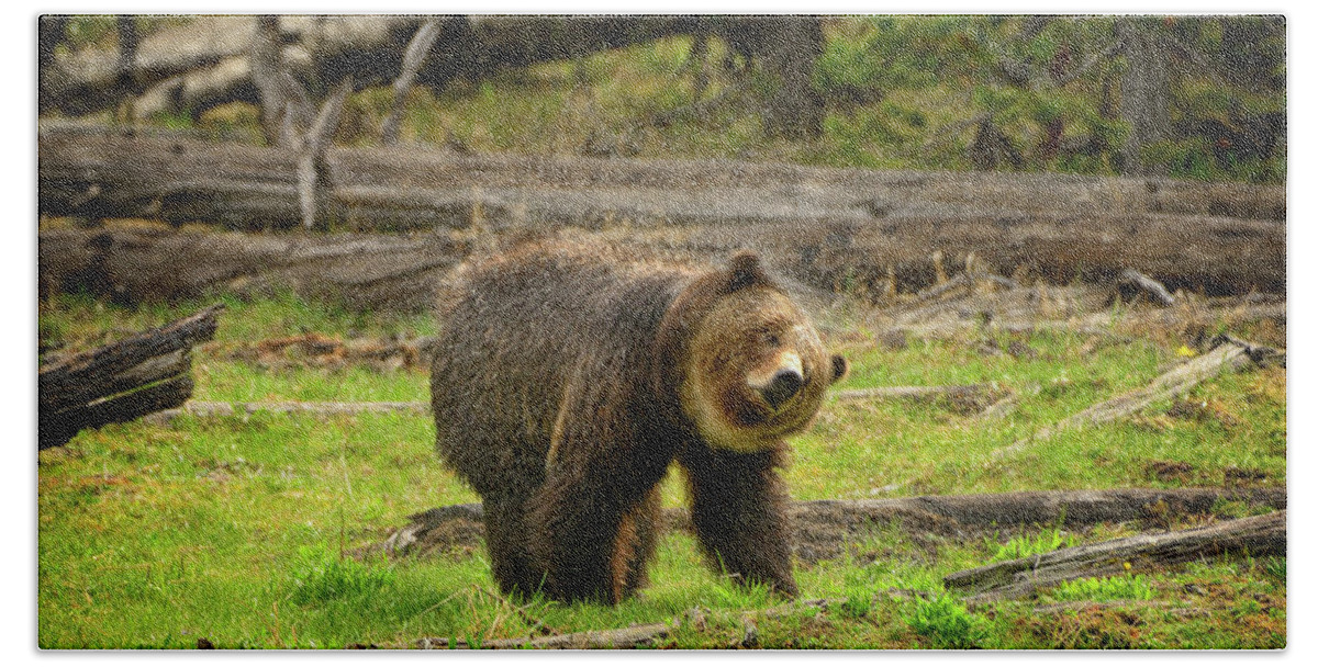 Grizzly Beach Sheet featuring the photograph Shake It Off by Greg Norrell