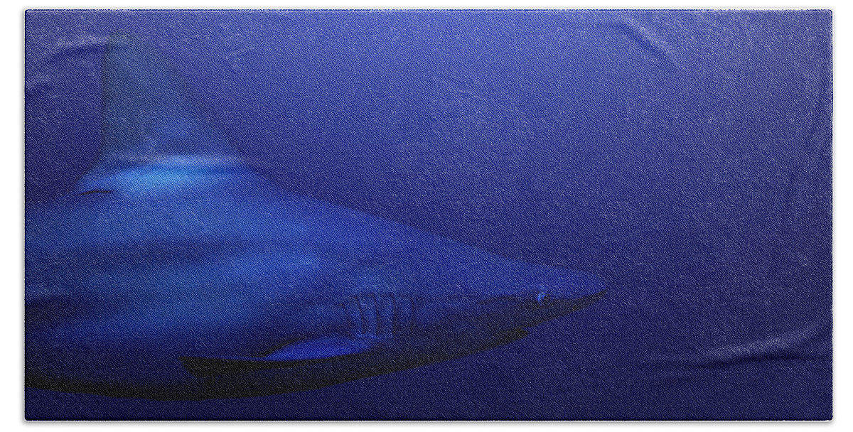 Shark Beach Towel featuring the photograph Shark by Andrea Silies