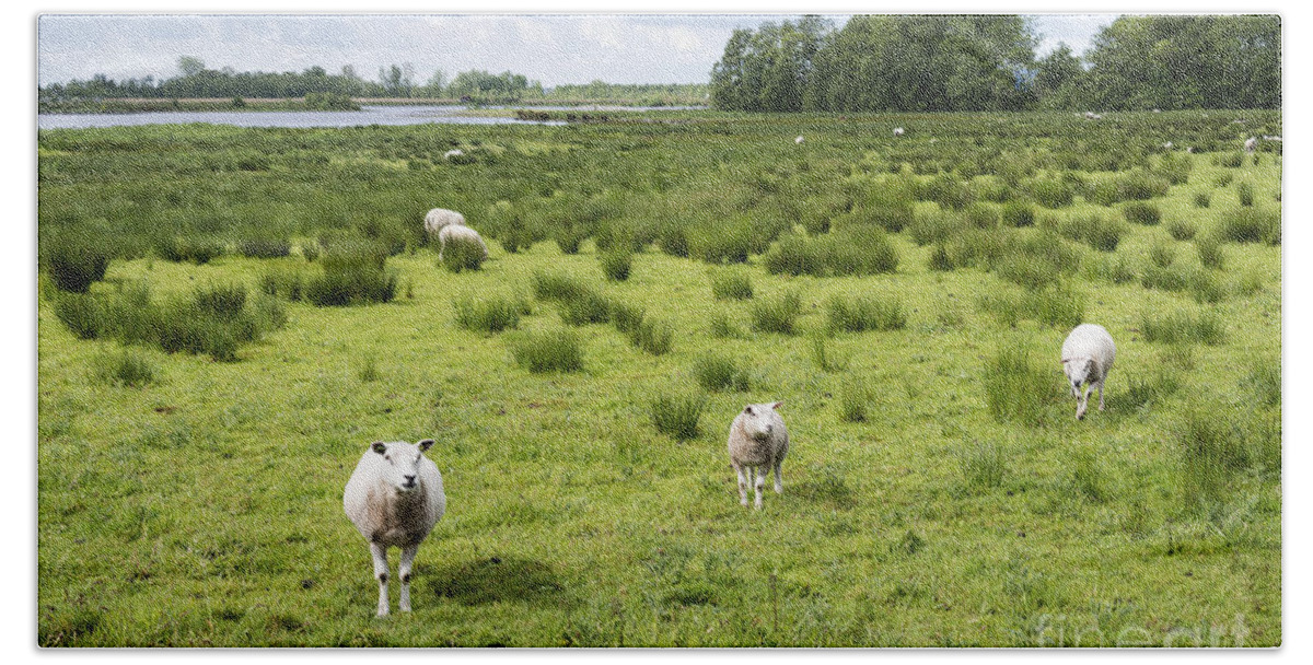 Grass Beach Towel featuring the photograph Sheep Animals by Compuinfoto 