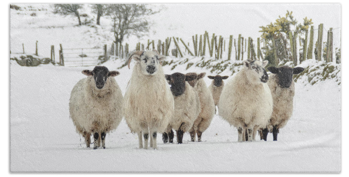 Sheep Beach Sheet featuring the photograph Sheep in Snow by Joe Ormonde
