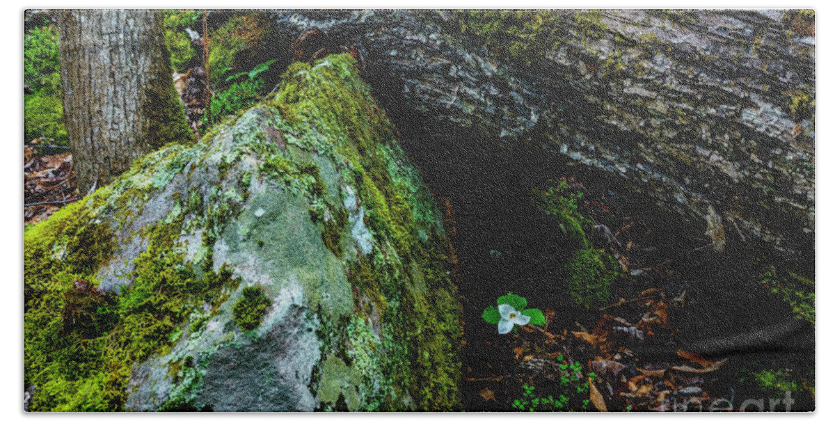 Dwarf White Trillium Beach Towel featuring the photograph Sheltered by the Rock by Thomas R Fletcher