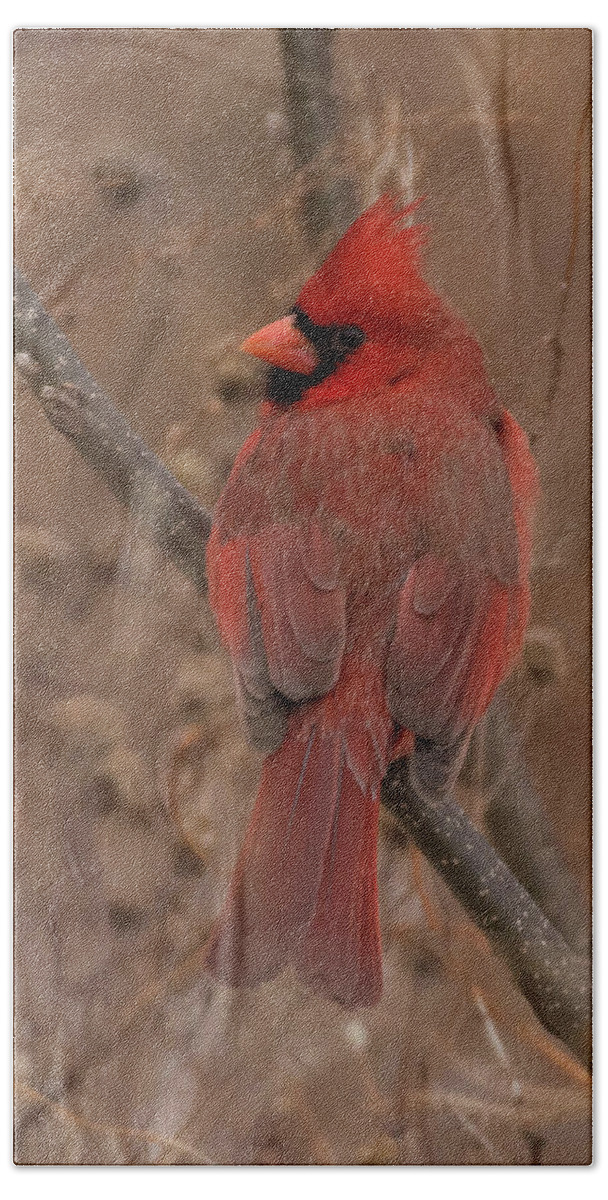 Bird Beach Towel featuring the photograph Shenandoah Cardinal by Jody Partin