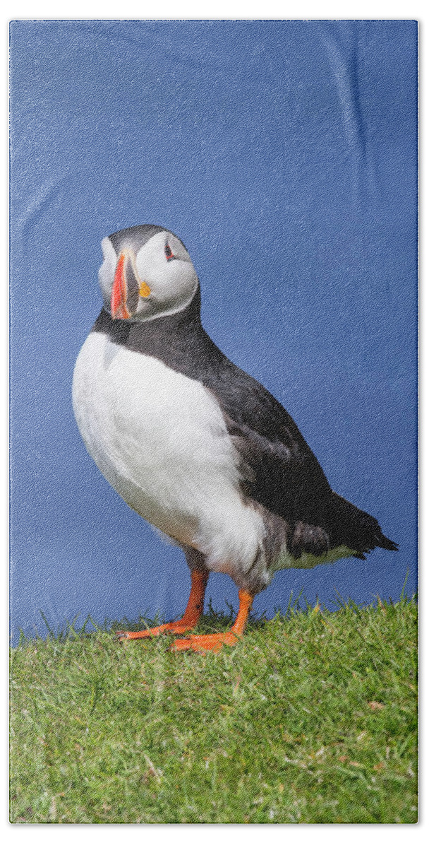 Atlantic Puffin Beach Towel featuring the photograph Shetland Puffin by Arterra Picture Library