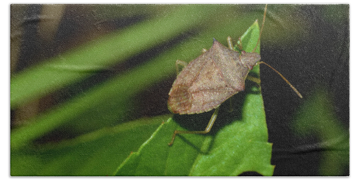 Photograph Beach Towel featuring the photograph Shield Bug by Larah McElroy