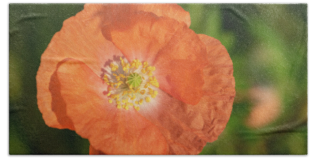 Shirley Poppy Beach Towel featuring the photograph Shirley Poppy 2018-13 by Thomas Young