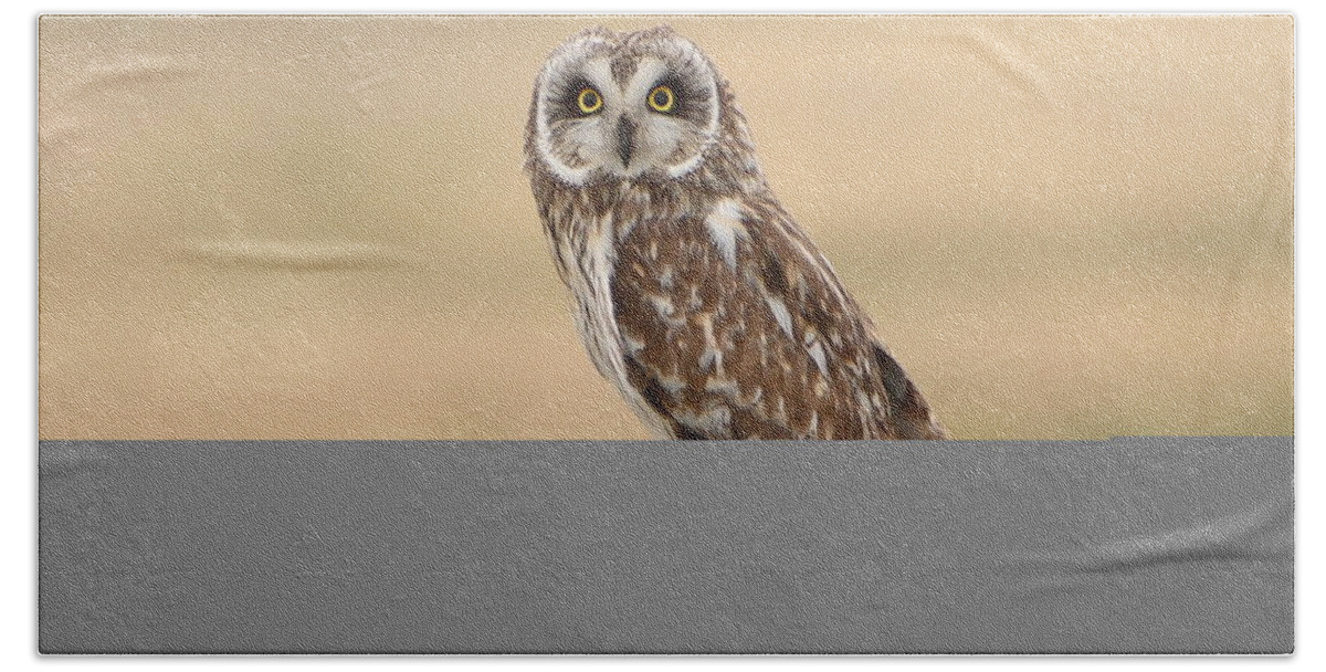Big Eyes Beach Towel featuring the photograph Short Eared Owl by David Andersen