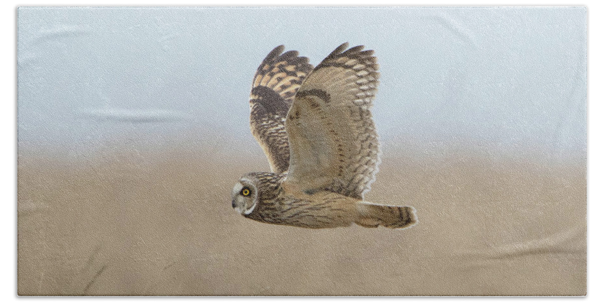 Short Beach Towel featuring the photograph Short-Eared Owl Hunting by Pete Walkden