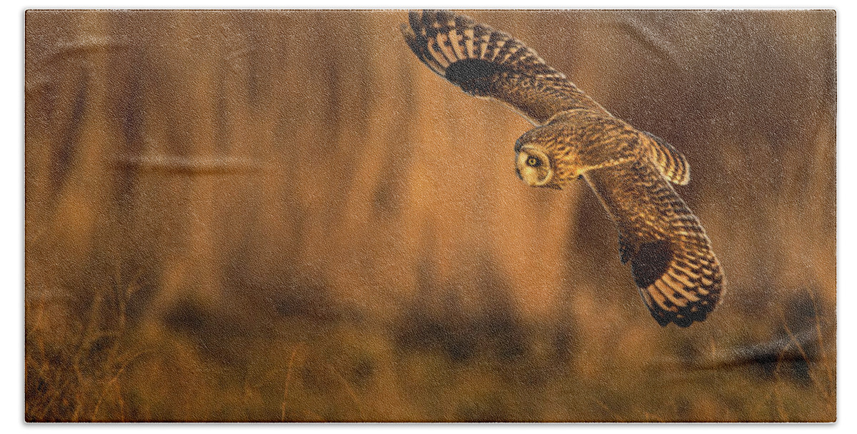 Short-eared Owl Beach Towel featuring the photograph Short-Eared Owl Spread by Max Waugh