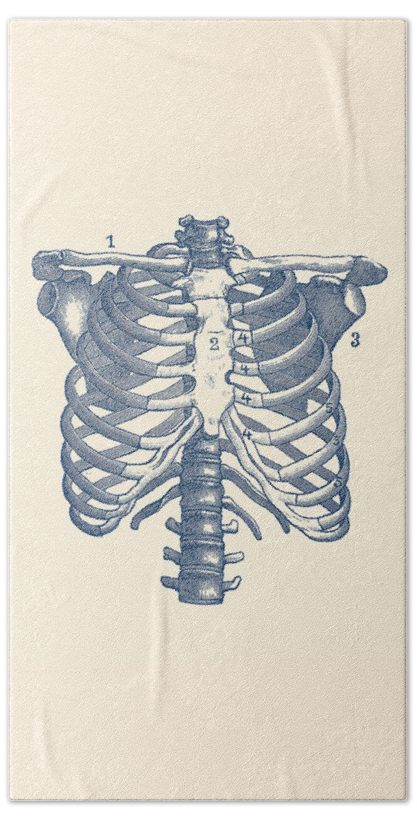 Rib Cage Beach Towel featuring the drawing Shoulder and Rib Cage Diagram - Vintage Anatomy Poster by Vintage Anatomy Prints