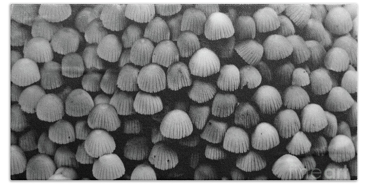 Intense Beach Sheet featuring the photograph Shrooms by Skip Willits