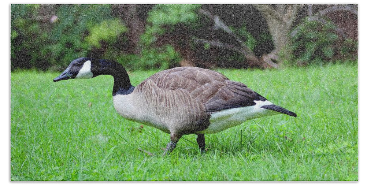 Canadian Geese Beach Towel featuring the photograph Shy Goose by M E