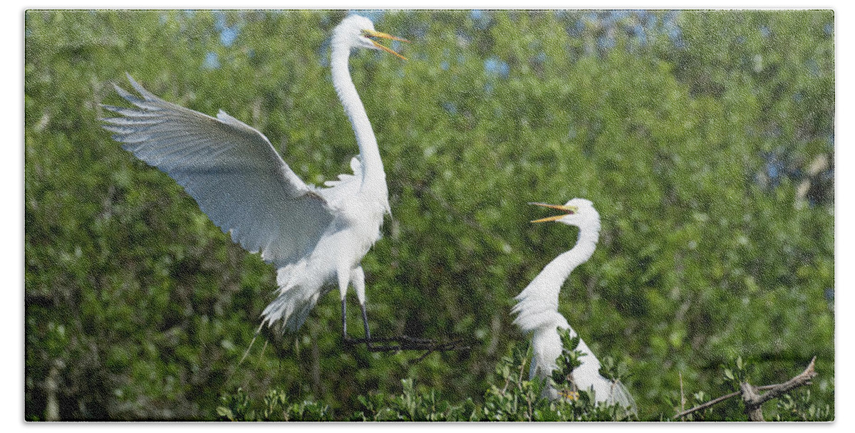 Egret Beach Towel featuring the photograph Sibling Rivalry by Eilish Palmer