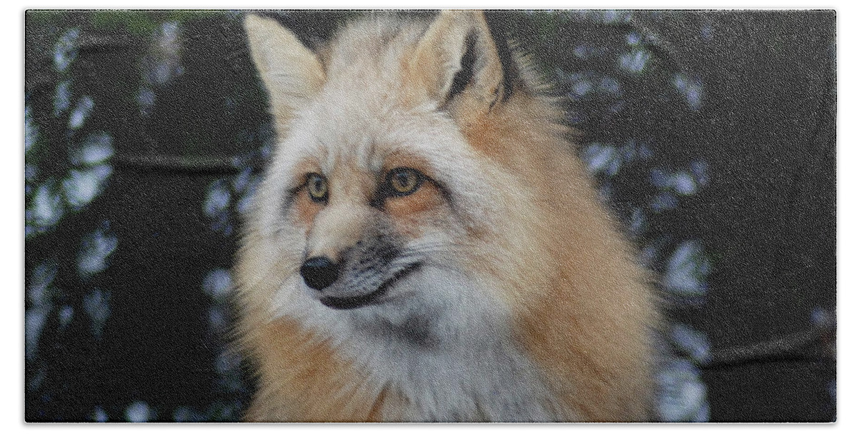 Fox Beach Towel featuring the photograph Sierra's Profile by Richard Bryce and Family