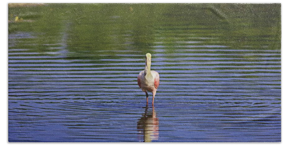 Roseate Spoonbill Beach Towel featuring the photograph Silent Craving by Michiale Schneider