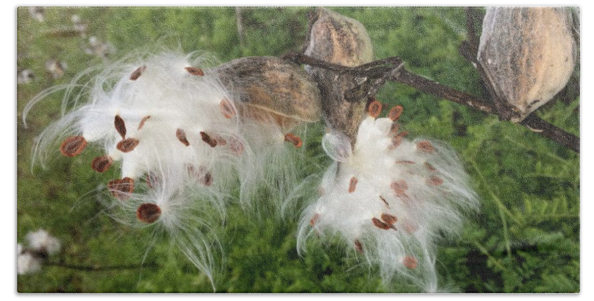 Milkweed Beach Towel featuring the photograph Silken Seeds by Anjel B Hartwell