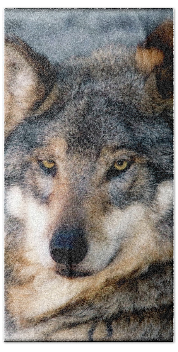 Wolves Beach Sheet featuring the photograph Silly Sancho by Elaine Malott