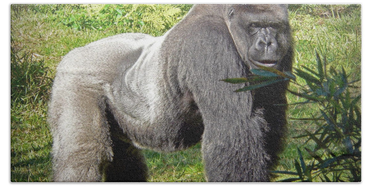 Silverback Beach Towel featuring the photograph Silverback by Steven Sparks