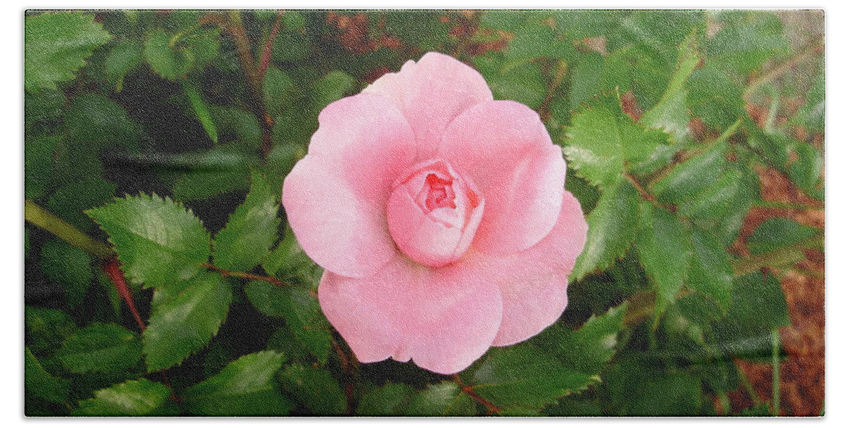 Roses Beach Towel featuring the photograph Simply Pink by Anjel B Hartwell