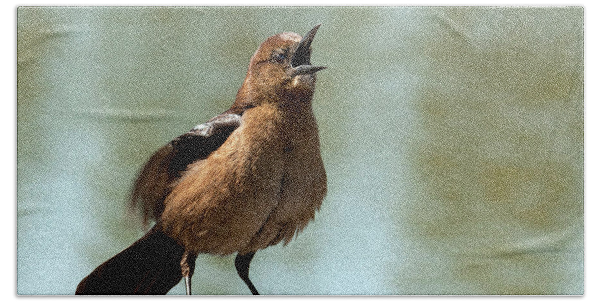 Boat-tailed Grackle Beach Towel featuring the photograph Sing Out Loud by Meg Rousher