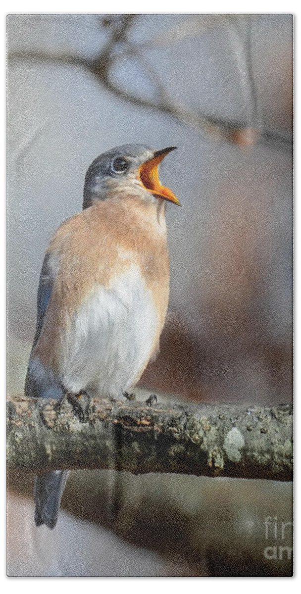 Bluebird Beach Towel featuring the photograph Singing This Song For You by Amy Porter