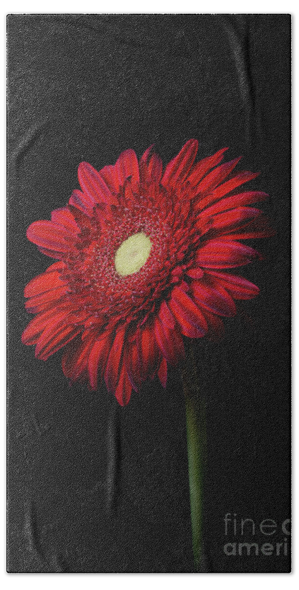 Flowers Beach Towel featuring the photograph Single Red Flower by Edward Fielding